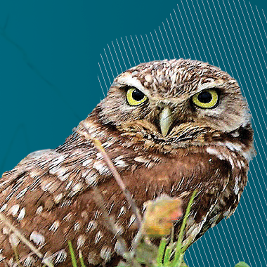 Burrowing Owl Mitigation on Project Sites: Current Approaches and Impending Changes thumbnail