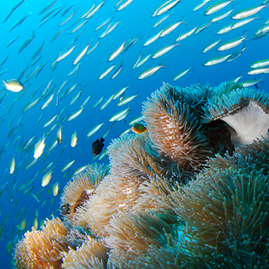 What is the Blue Economy? thumbnail