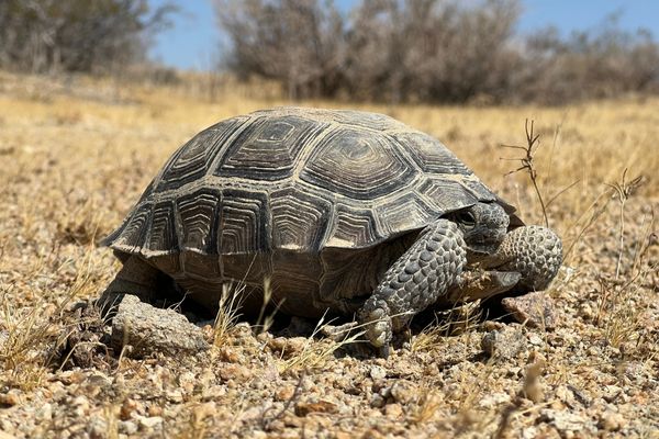 California State Park Desert Tortoise Survey image