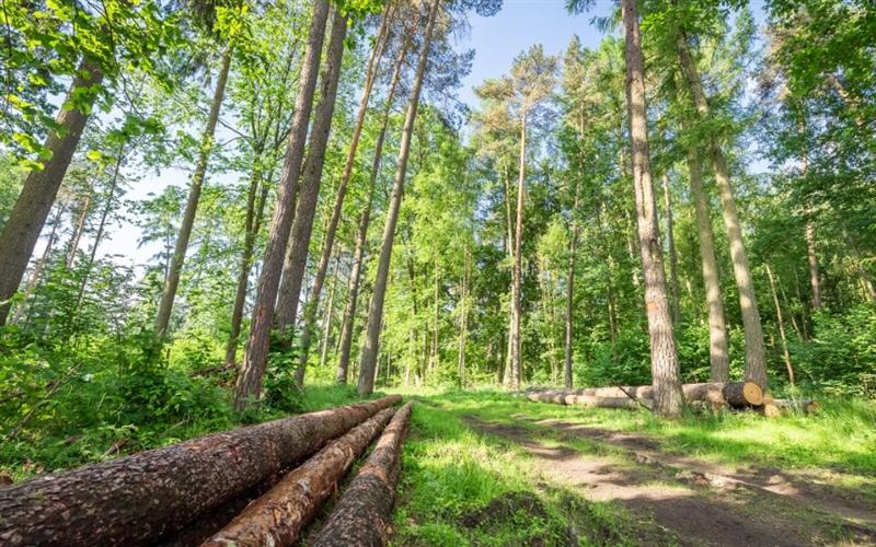 Research and Development Grant Support for Renewable Hydrogen Production and Carbon Sequestration Forestry Residue Conversion image