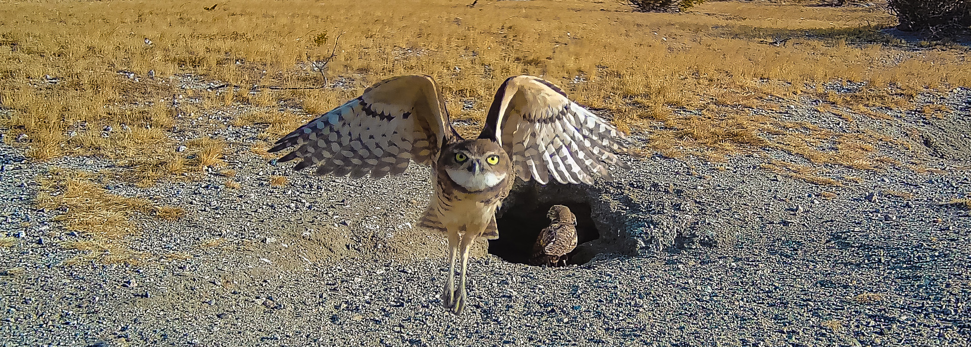 Planning, Permitting, Construction Monitoring, and Biological Mitigation Services for Warehouse Project in Desert Hot Springs image