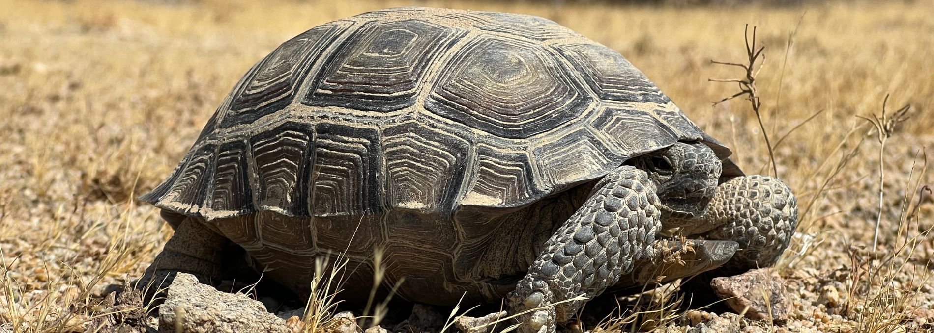 California State Park Desert Tortoise Survey image