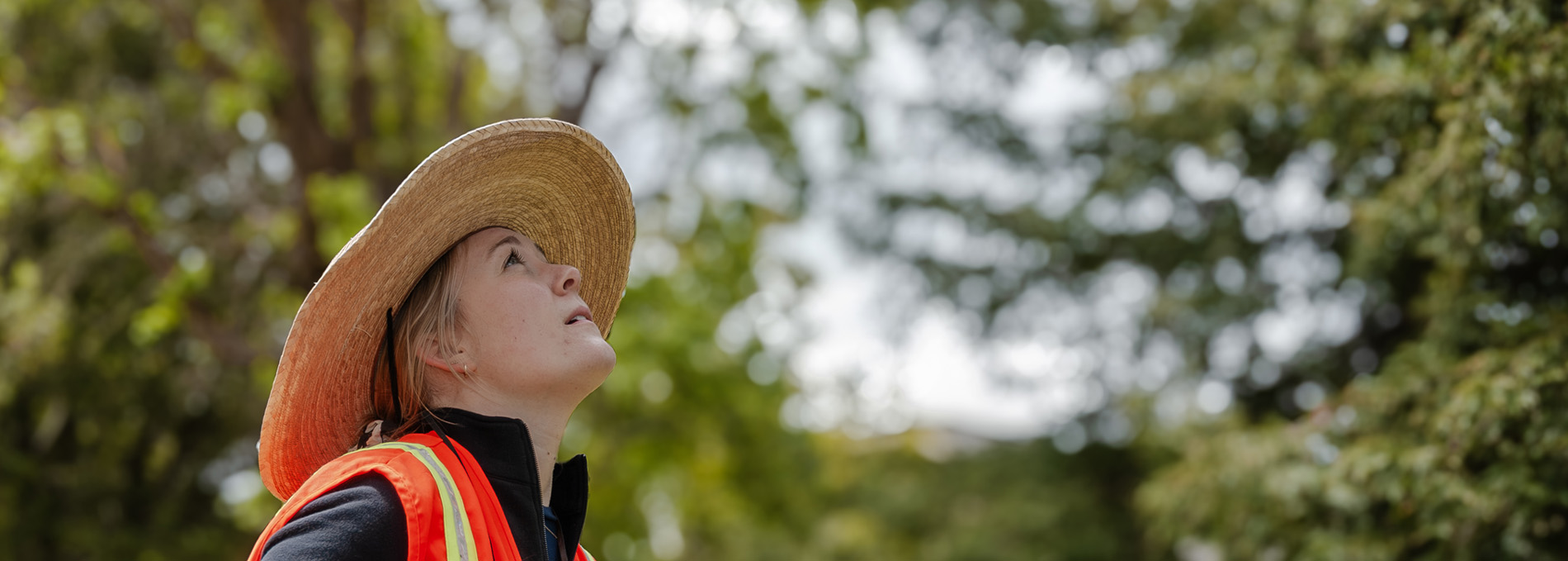 Affordable Housing Apartment Project Arborist Report image