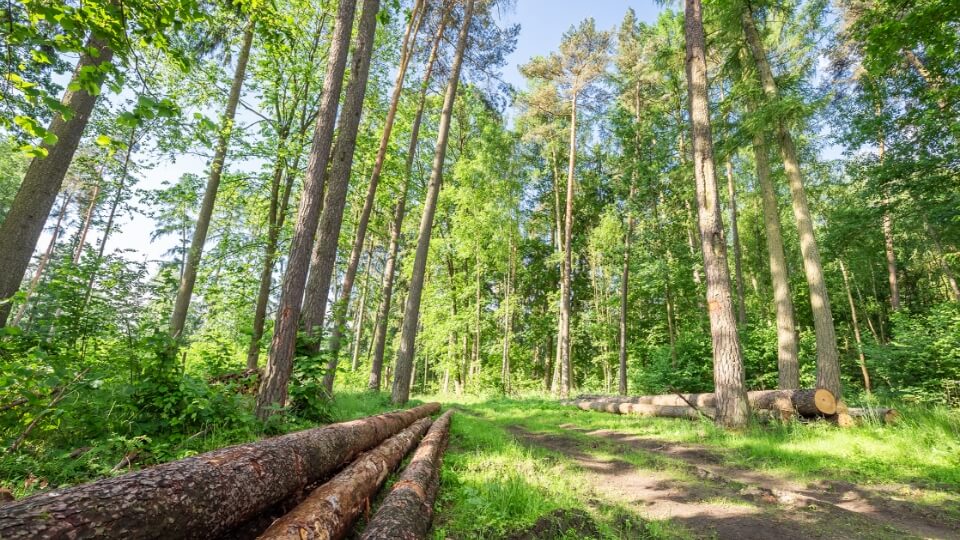 Research and Development Grant Support for Renewable Hydrogen Production and Carbon Sequestration Forestry Residue Conversion image