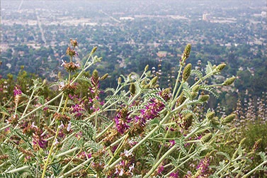 Biological Resources Management thumbnail